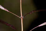 Caucasian bluestem